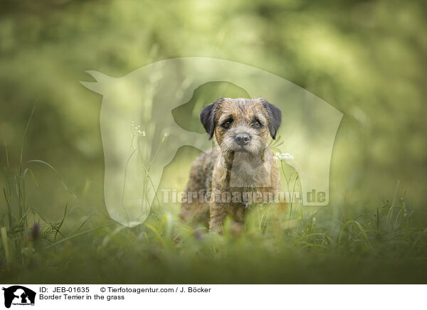 Border Terrier in the grass / JEB-01635