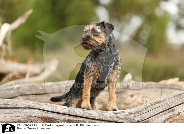 Border Terrier in summer / KB-07711