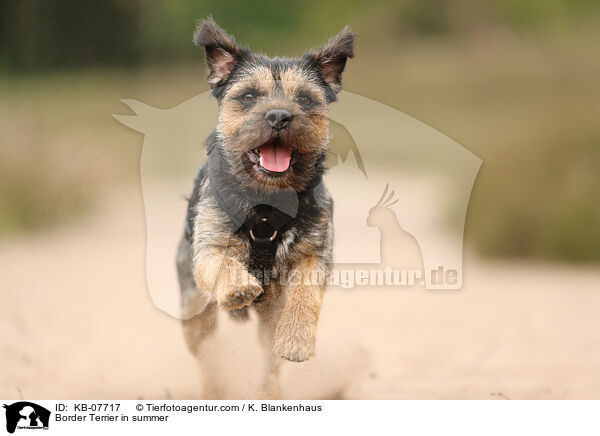Border Terrier in summer / KB-07717