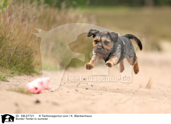 Border Terrier im Sommer / Border Terrier in summer / KB-07721