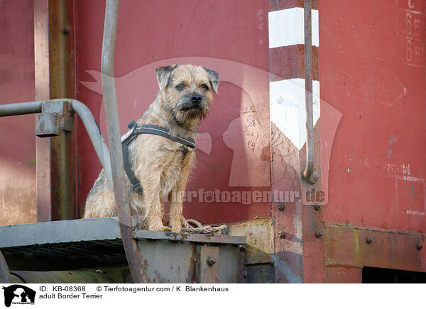 ausgewachsener Border Terrier / adult Border Terrier / KB-08368