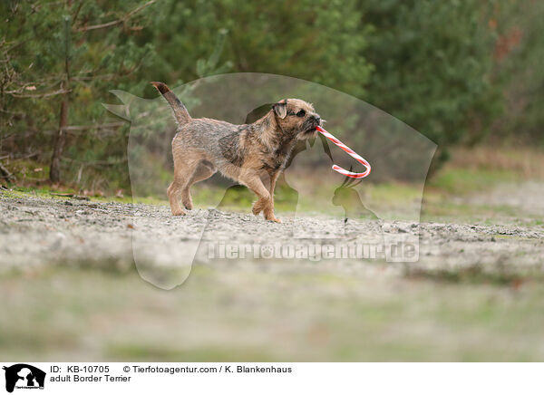 ausgewachsener Border Terrier / adult Border Terrier / KB-10705