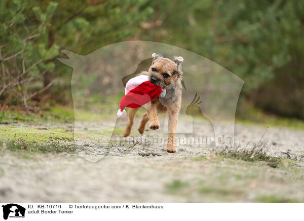 adult Border Terrier / KB-10710
