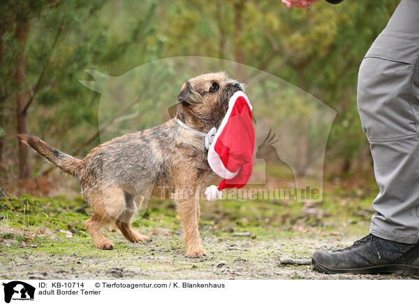 ausgewachsener Border Terrier / adult Border Terrier / KB-10714