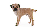 standing Border Terrier