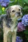 Border Terrier Portrait