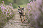 Border Terrier