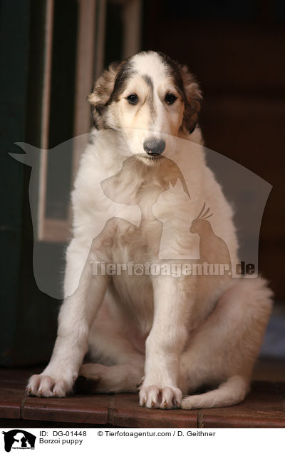 Borzoi puppy / DG-01448