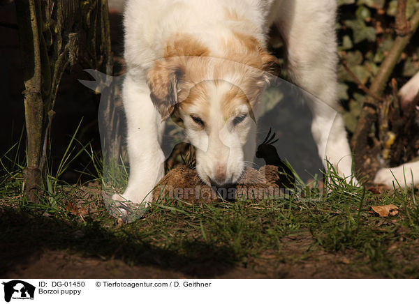 Borzoi puppy / DG-01450