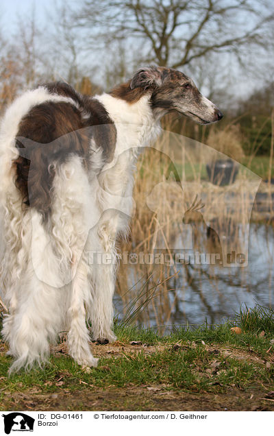 Borzoi / DG-01461