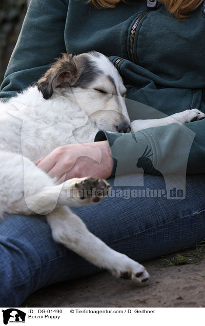 Borzoi Puppy / DG-01490