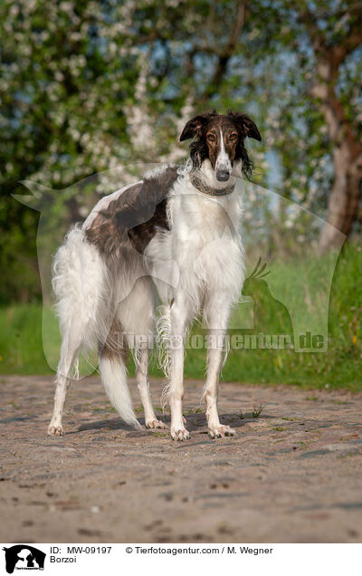 Barsoi / Borzoi / MW-09197