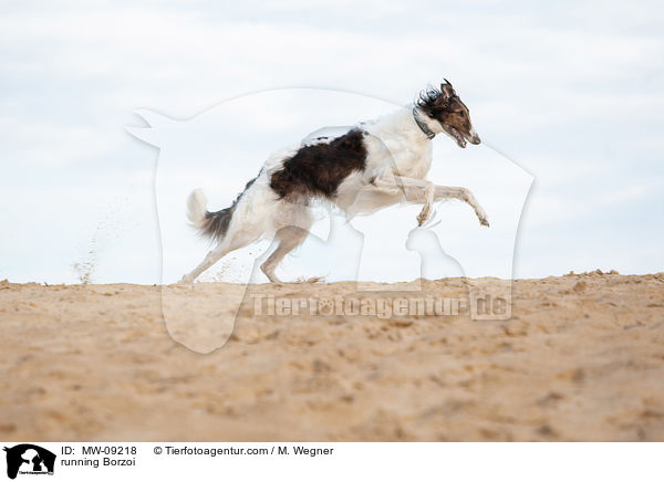 rennender Barsoi / running Borzoi / MW-09218