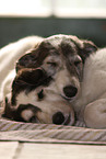 Borzoi Puppies