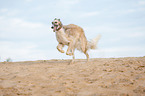 running Borzoi