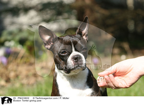 Boston Terrier gibt Pftchen / Boston Terrier giving paw / PM-03802