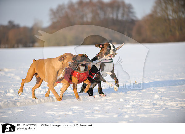 spielende Hunde / playing dogs / YJ-02230