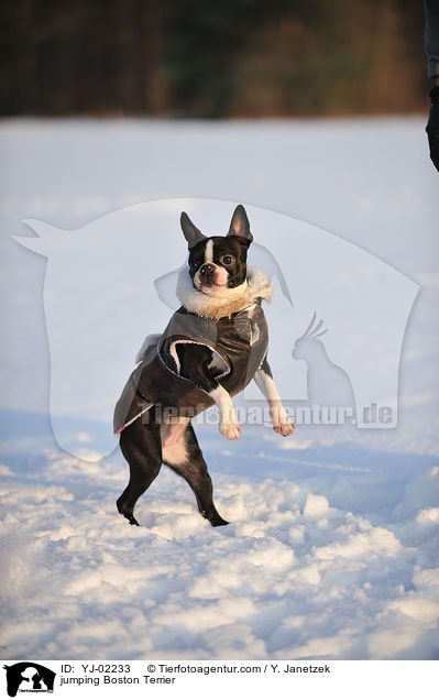 springender Boston Terrier / jumping Boston Terrier / YJ-02233