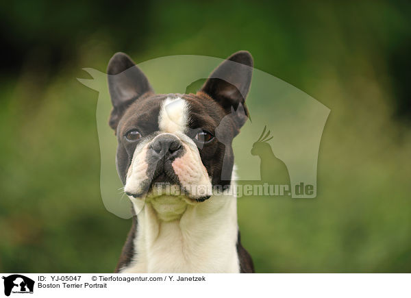 Boston Terrier Portrait / YJ-05047