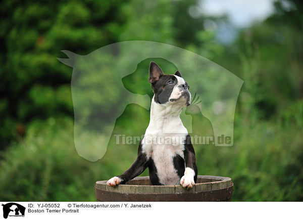 Boston Terrier Portrait / YJ-05052