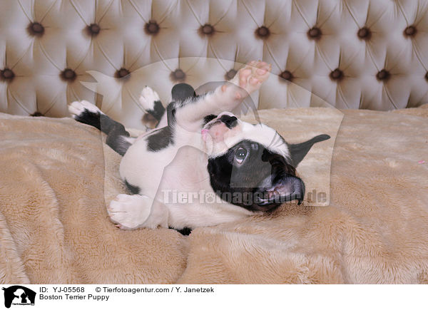 Boston Terrier Puppy / YJ-05568