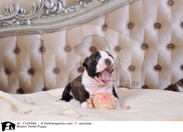 Boston Terrier Welpe / Boston Terrier Puppy / YJ-05589