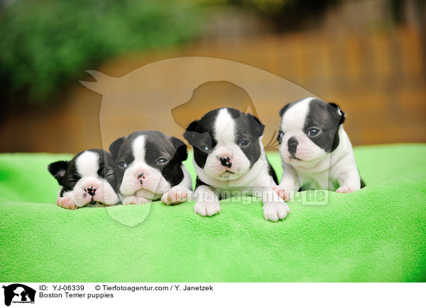 Boston Terrier puppies / YJ-06339