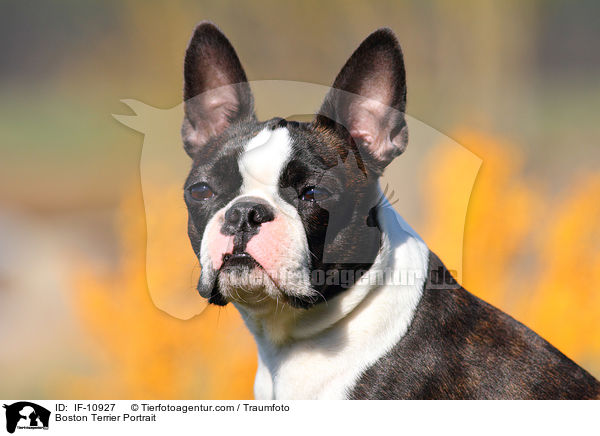 Boston Terrier Portrait / IF-10927