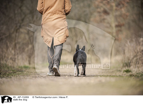 Boston Terrier beim Gassi / walk the dog / AP-13269