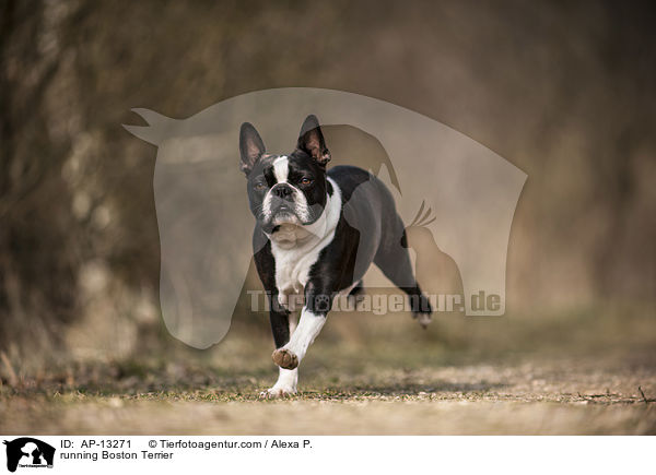 running Boston Terrier / AP-13271