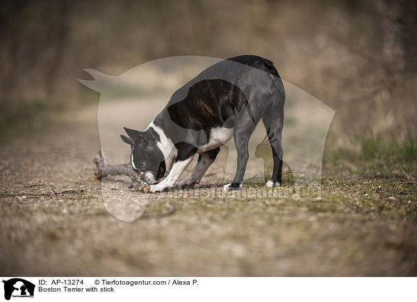 Boston Terrier with stick / AP-13274