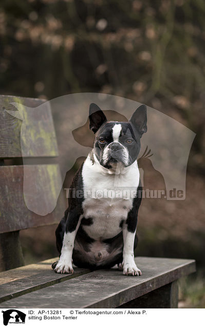 sitting Boston Terrier / AP-13281