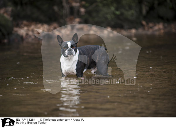 bathing Boston Terrier / AP-13284