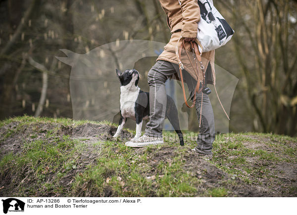 human and Boston Terrier / AP-13286