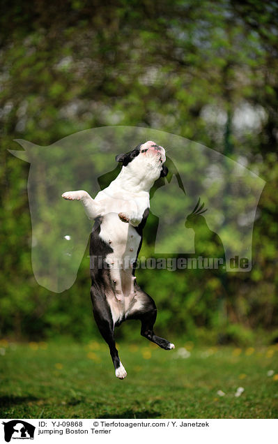 jumping Boston Terrier / YJ-09868