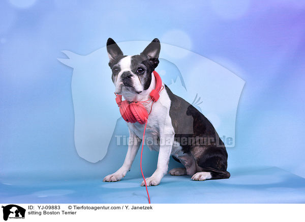 sitzender Boston Terrier / sitting Boston Terrier / YJ-09883