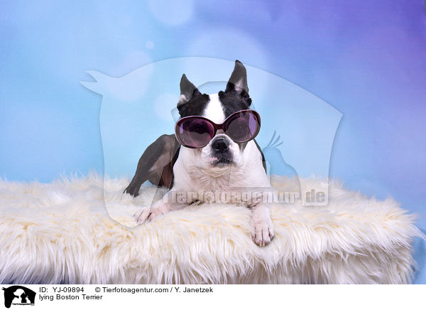 liegender Boston Terrier / lying Boston Terrier / YJ-09894