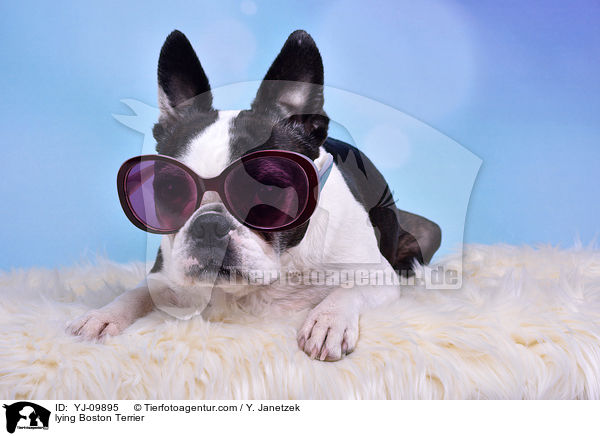 liegender Boston Terrier / lying Boston Terrier / YJ-09895