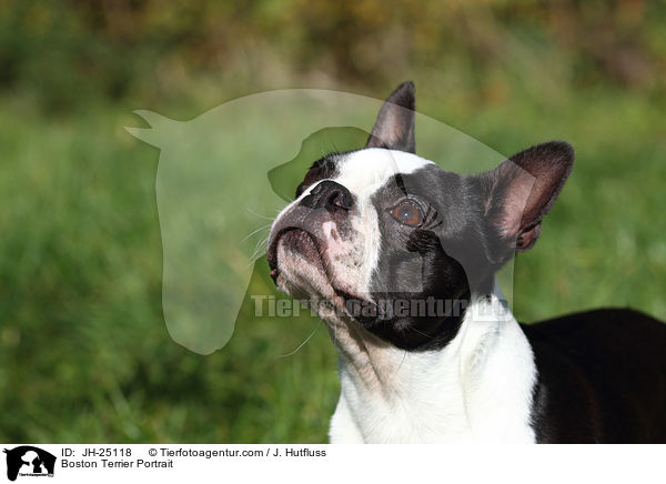 Boston Terrier Portrait / JH-25118