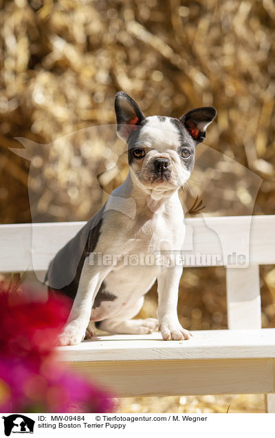 sitting Boston Terrier Puppy / MW-09484