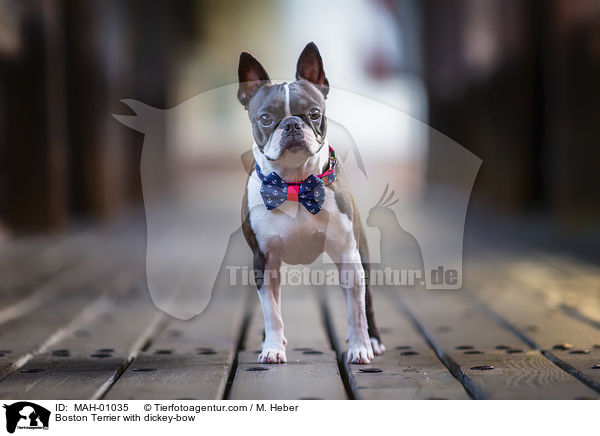 Boston Terrier mit Fliege / Boston Terrier with dickey-bow / MAH-01035