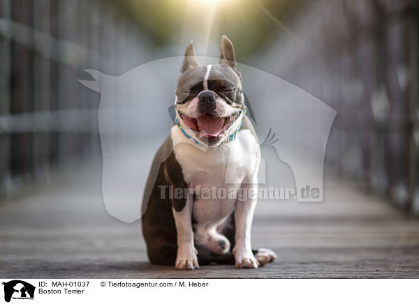 Boston Terrier / Boston Terrier / MAH-01037