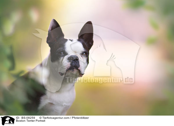 Boston Terrier Portrait / Boston Terrier Portrait / BS-08259