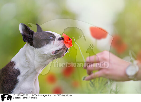 Boston Terrier Portrait / BS-08260