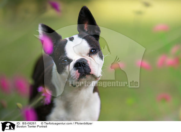Boston Terrier Portrait / BS-08261