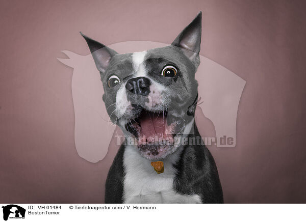 grau-weier BostonTerrier / BostonTerrier / VH-01484