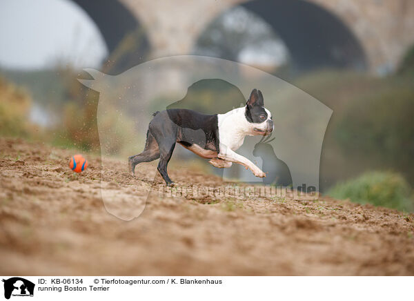 running Boston Terrier / KB-06134