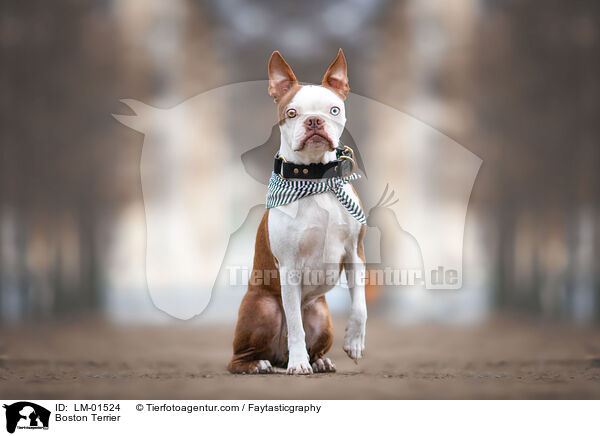 Boston Terrier / Boston Terrier / LM-01524