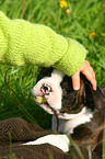 fondling a Boston Terrier Puppy