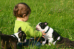 kid with Boston Terrier Puppies